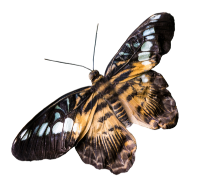 moth